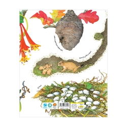 لانه‌ ها پر سر و صدا هستند